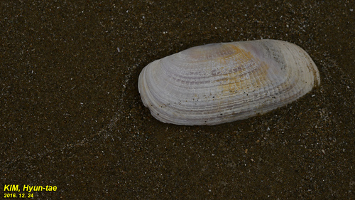 Representative image of Solecurtus