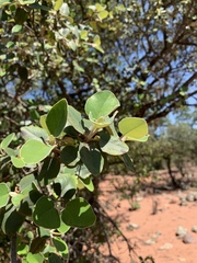 Androstachys johnsonii