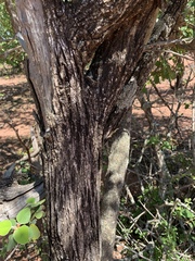 Androstachys johnsonii