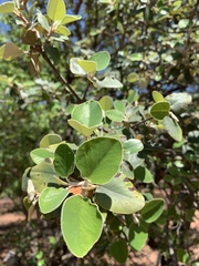 Androstachys johnsonii