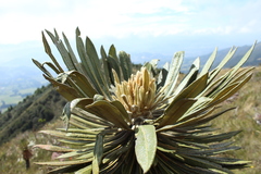 Espeletia guacharaca