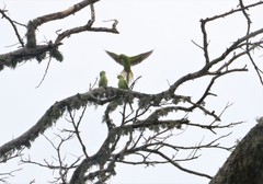 Psittacula krameri manillensis