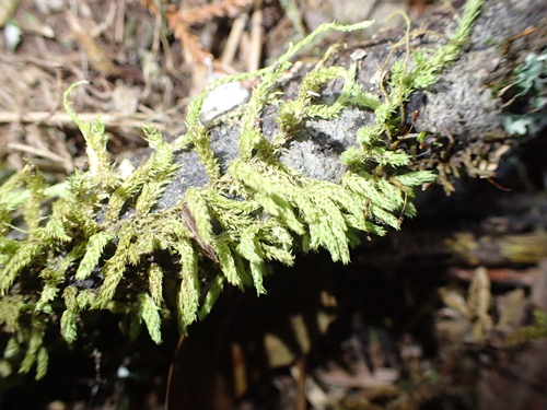 Papillaria flavolimbata observed 2025-11-02