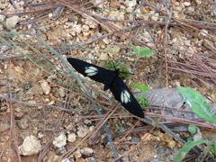 Altinote ozomene nox