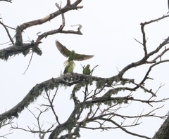 Psittacula krameri manillensis