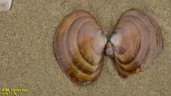 Nuttallia japonica