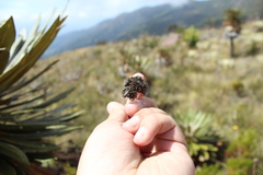 Espeletia guacharaca