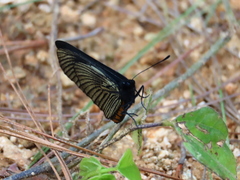 Altinote ozomene nox