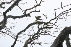 Psittacula krameri manillensis