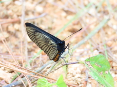 Altinote ozomene nox