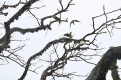 Psittacula krameri manillensis