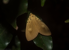 Asota iodamia