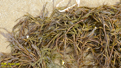 Sargassum fusiforme