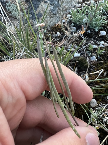 Boechera languida
