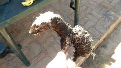 Poecilogale albinucha