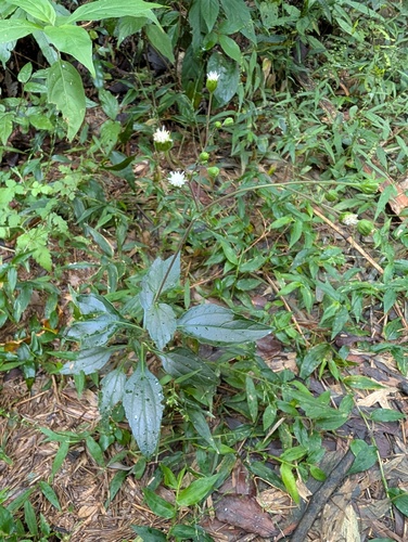 Adenostemma parviflorum iNat (1)