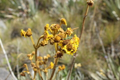 Espeletia boyacensis