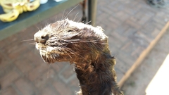 Poecilogale albinucha