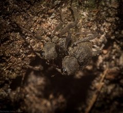 Onidistus araneus