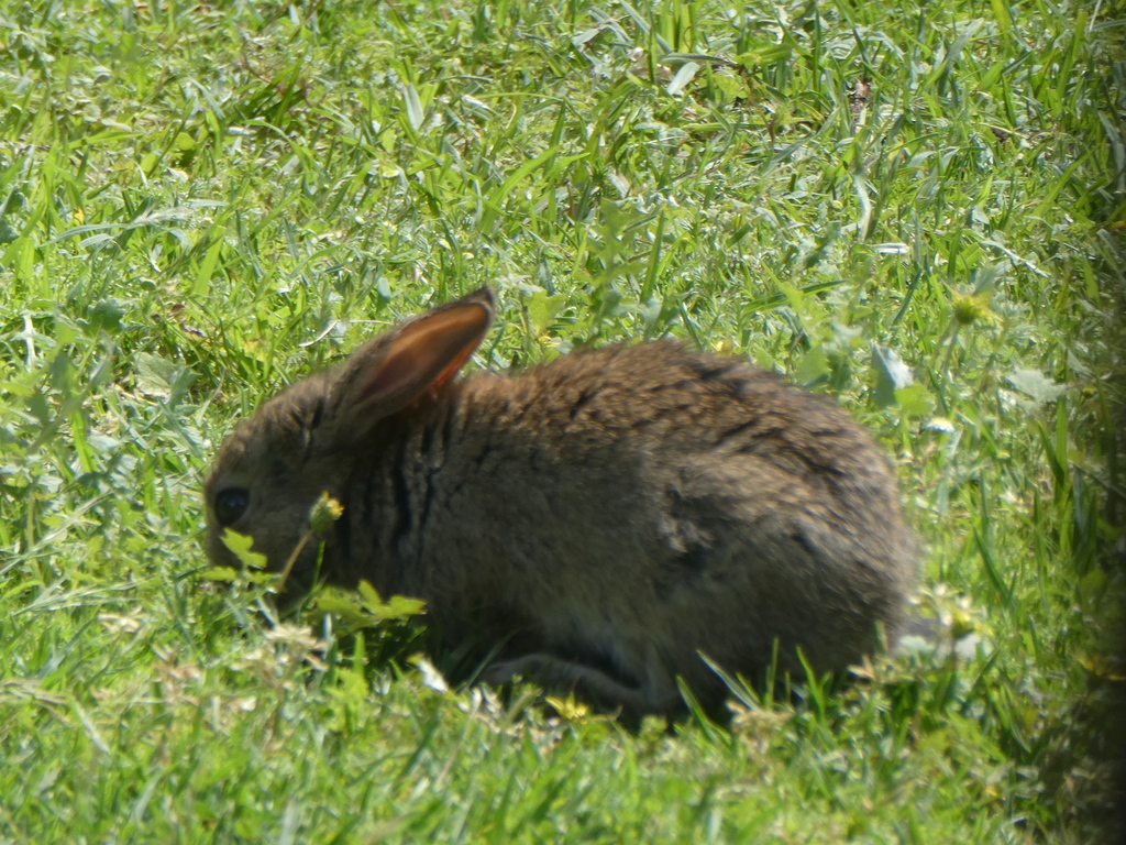 European Rabbit from Witchcliffe WA 6286, Australia on November 2, 2025 ...