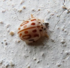 Psyllobora roei