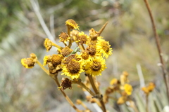 Espeletia boyacensis