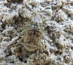 Leptostylus