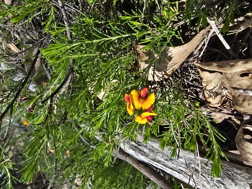 Dillwynia cinerascens, photograph 4