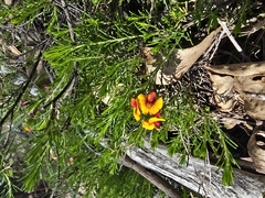 Dillwynia cinerascens, photograph Kate Martin, CC BY, iNaturalist via GBIF