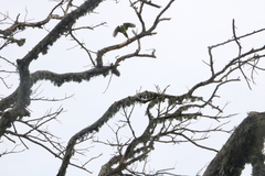 Psittacula krameri manillensis