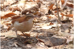 Furnarius leucopus cinnamomeus