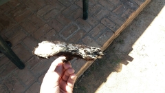 Poecilogale albinucha