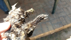 Poecilogale albinucha