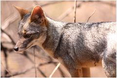 Lycalopex sechurae