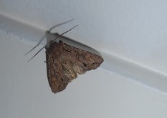 Ichneutica averilla