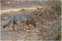 Lycalopex sechurae