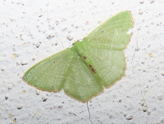 Nemoria lixaria