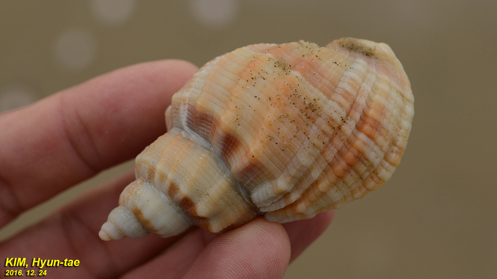 Sydaphera