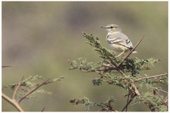 Muscigralla brevicauda