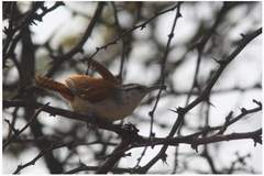 Cantorchilus superciliaris