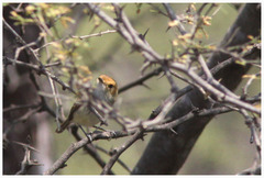 Euscarthmus fulviceps