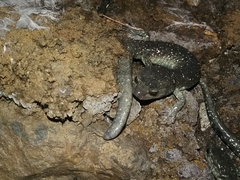 Aneides klamathensis