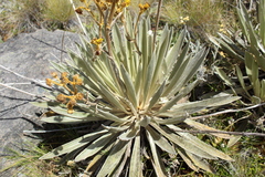 Espeletia boyacensis
