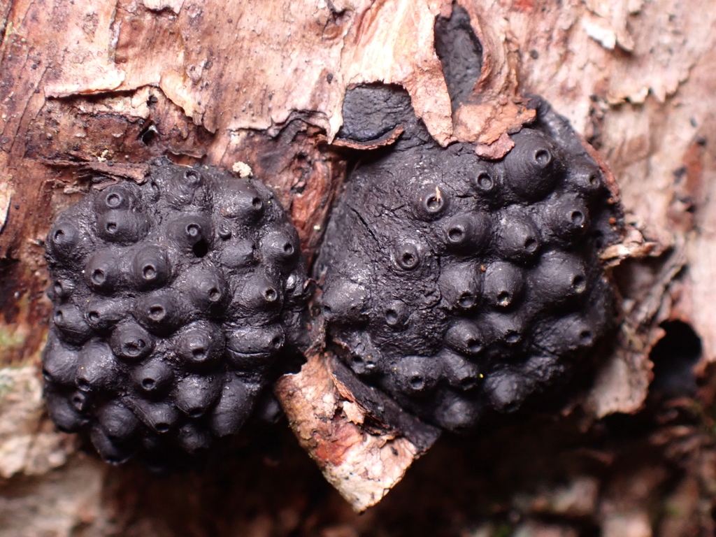 Annulohypoxylon hians