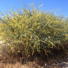 Parkinsonia praecox