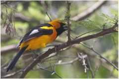 Icterus graceannae