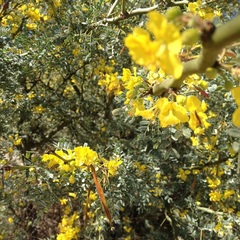 Parkinsonia praecox