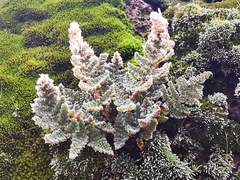 Myriopteris windhamii