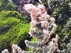 Myriopteris windhamii