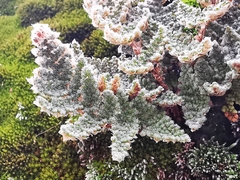 Myriopteris windhamii